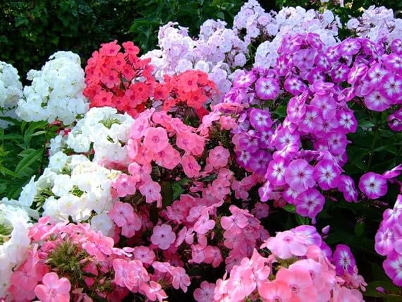 Image of Phlox Flower Seeds - Vibrant Garden Annuals, Easy-to-Grow, Butterfly & Pollinator Friendly, Perfect for Beds, Borders & Containers - 100+ Seeds
