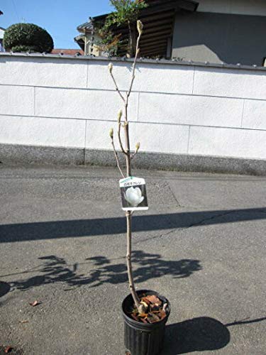 Amazon.co.jp: ハクモレン 白木蓮苗 : DIY・工具・ガーデン