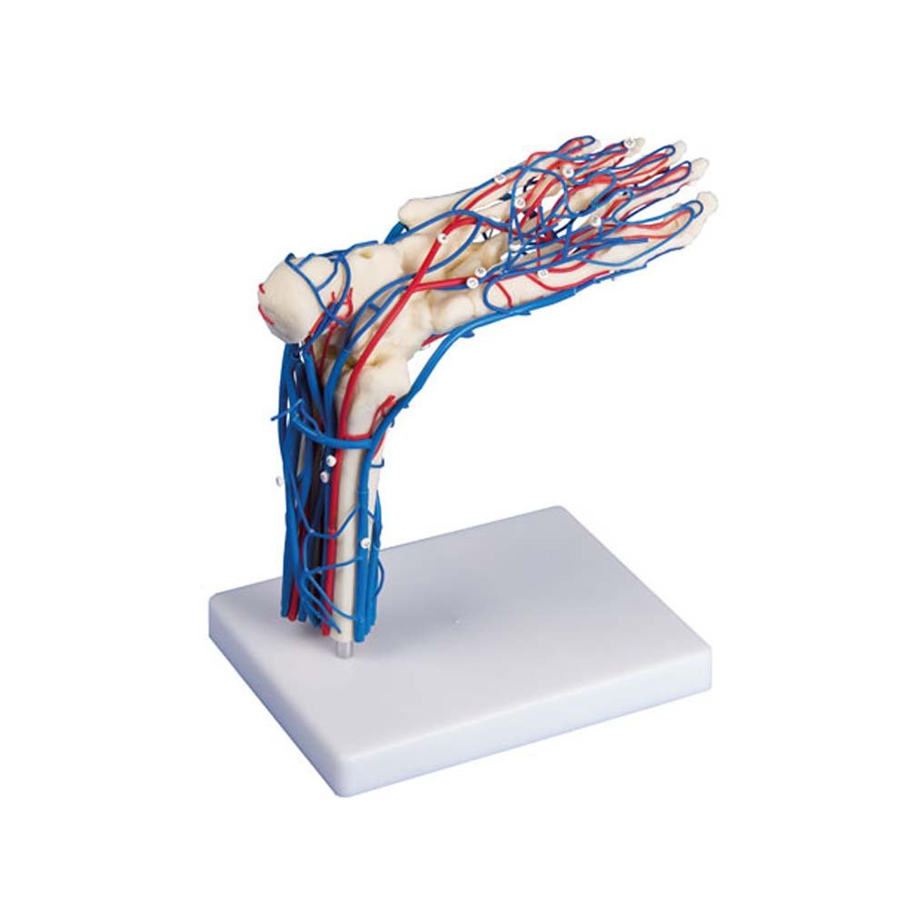 Anatomía Modelo ESQUELETO del pie con gefäßen, tarro de pie modelo, anatómica, trípode