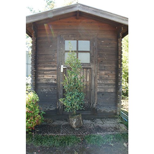 Amazon | ヒイラギ（柊） 樹高2.0m前後 露地苗 シンボルツリー 常緑樹