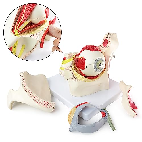 Image of 3X Enlarged Human Eye Orbital Anatomical Model, 13 Parts Eyeball Orbital Model Showing Optic Nerve Cornea Iris Lens and Vitreous Body with Stand for Medical Classroom Teaching Research