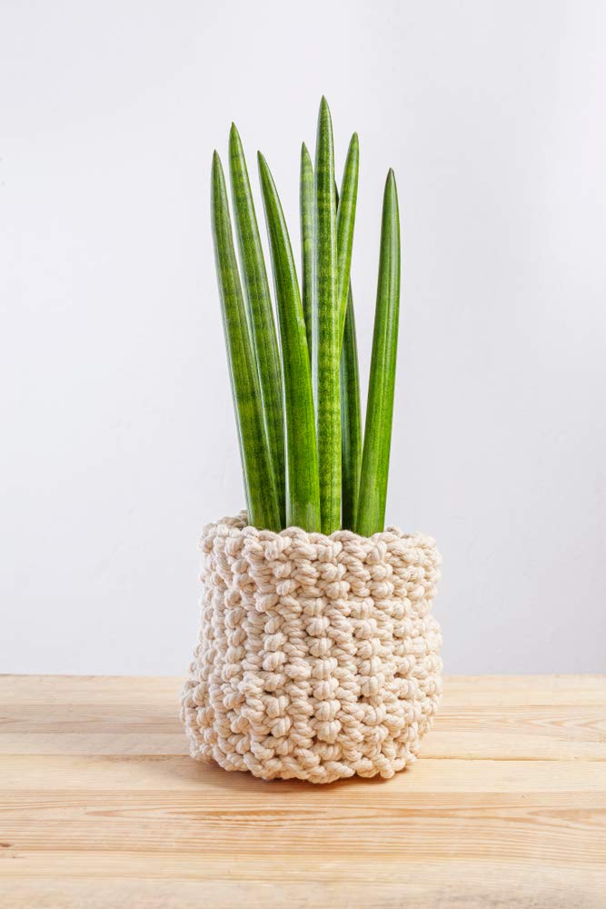 Bloomique - Sansevieria Straight - Schwiegermutterzunge - Bogenhanf -  Zimmerpflanzen - Luftreinigend - Sehr pflegeleicht - Hhe 20-30 cm - Topf  12 cm : Amazon.de: Garten