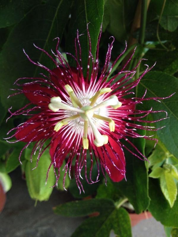 See full amazon price history chart for Ritz Farming® Passion flower seeds | rakhi bel flower seeds | Passion red flower seeds for Home pots | All Season Flowering seeds for Home And Gardening pack of 50-70 seeds Ritz Farming® Passion flower seeds | rakhi bel flower seeds | Passion red flower seeds for Home pots | All Season Flowering seeds for Home And Gardening pack of 50-70 seeds (B0CDPWDZ2M) Amazon Price History, Amazon Price Tracker