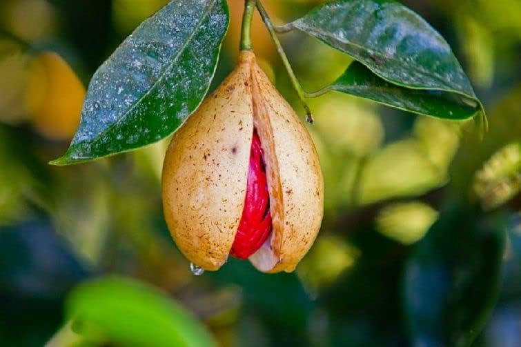 Nutmeg Live Plant Hybrid, Jaifall Tree Javitri Grafted Outdoor Plant Original Variety (B0CSZ8CQ3Z) Amazon Price History, Amazon Price Tracker
