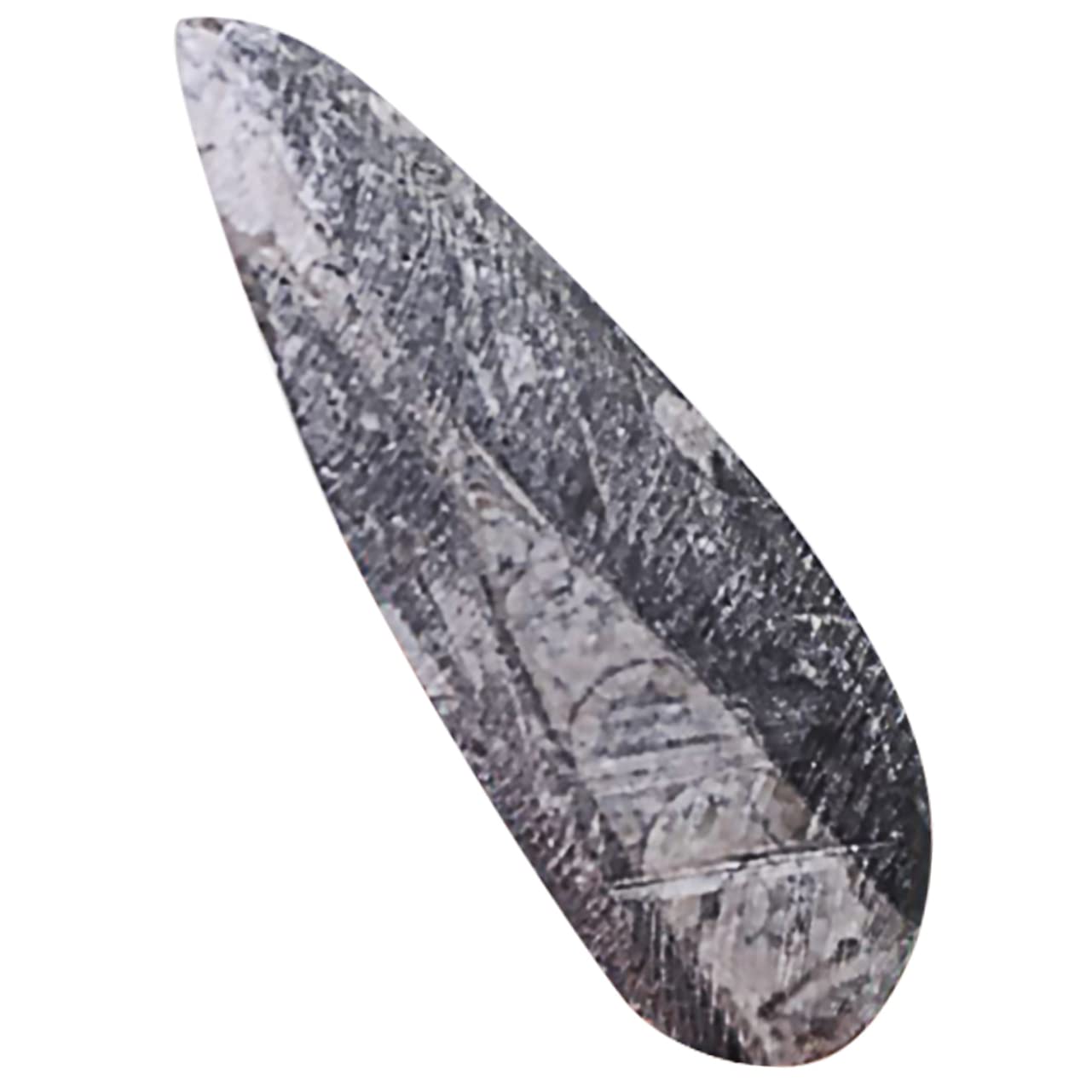Fossile di Orthoceras Nero Grande per Scopi Educativi Materiale Minerale Autentico per Laboratorio di Paleontologia e Didattica Scientifica