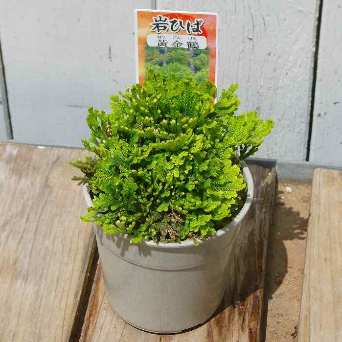 Amazon.co.jp: 岩ひば 苗 黄金鶴 2.5号 イワヒバ 岩ヒバ 山野草