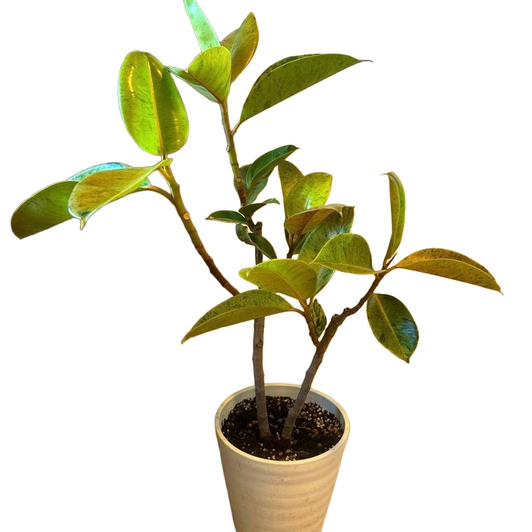 Amazon｜936 フィカス ジン 斑入り インテリア 観葉植物｜観葉植物