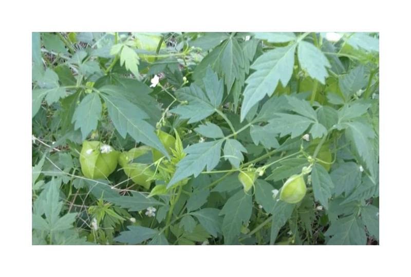 Stk - 20x Cardiospermum halicacabum Ballonrebe Herzsame Garten Pflanzen - Samen ID1609 - Seeds Plants Shop Samenbank Pfullingen Patrik Ipsa - Image 8