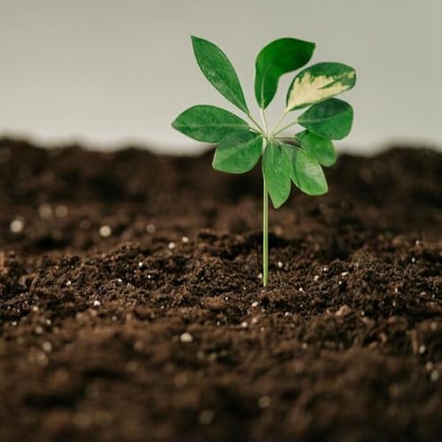 『La riproposta - Todo lo cr&iacute;a la tierra - 13/12/25』のカバーアート