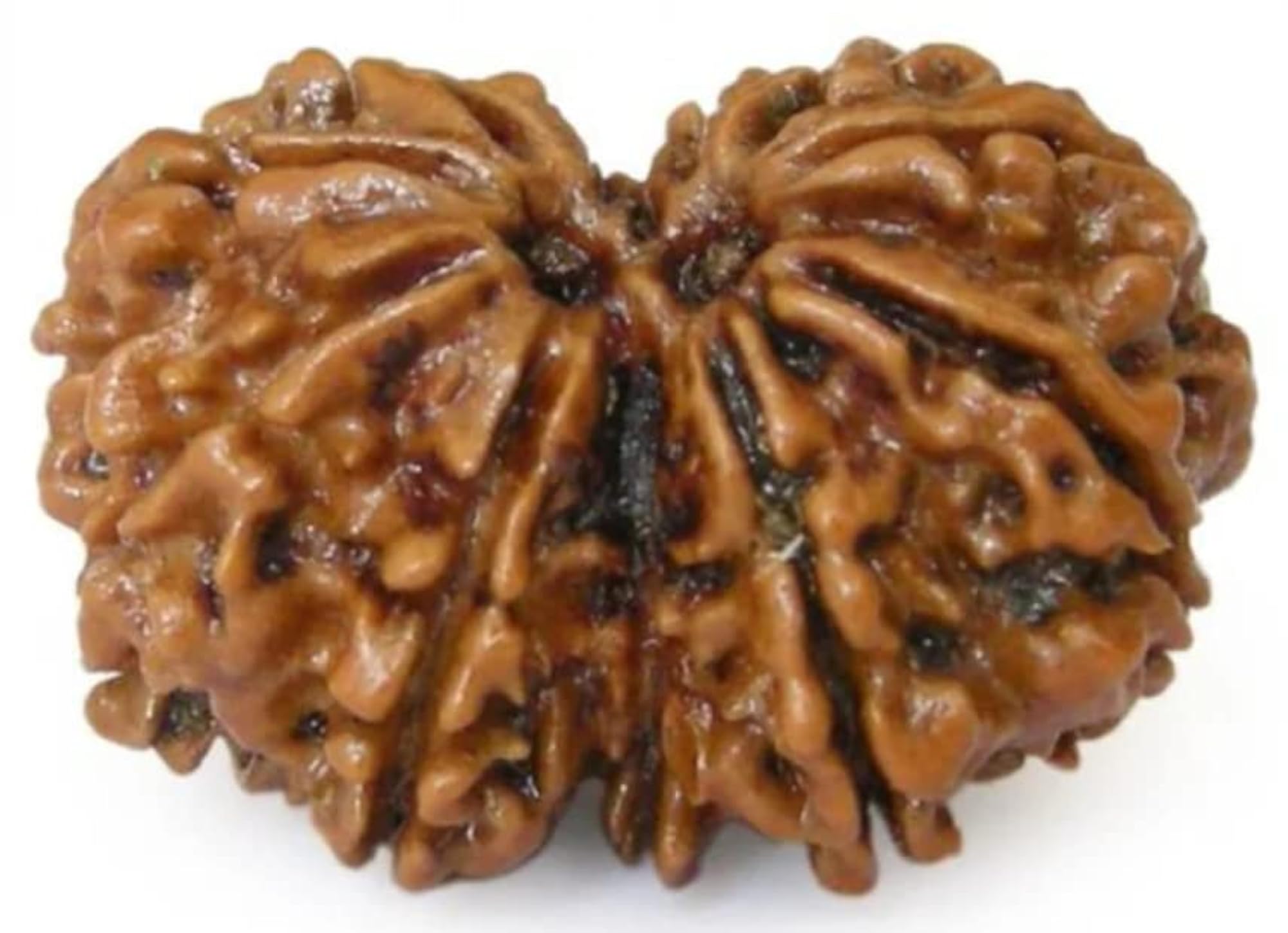 Combined Rudraksha Pendant, Original Certified Gift