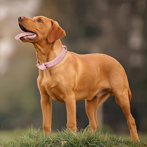 HEELE Hundehalsband Leder Hundehalsband mit gepolstert und echtes Leder, Verstellbar, Halsband für Welpen Kleine Hunde, Rosa, S