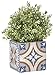 Produktbild Esschert Design AC176 Beton Portugiesische Fliesen Blumentopf