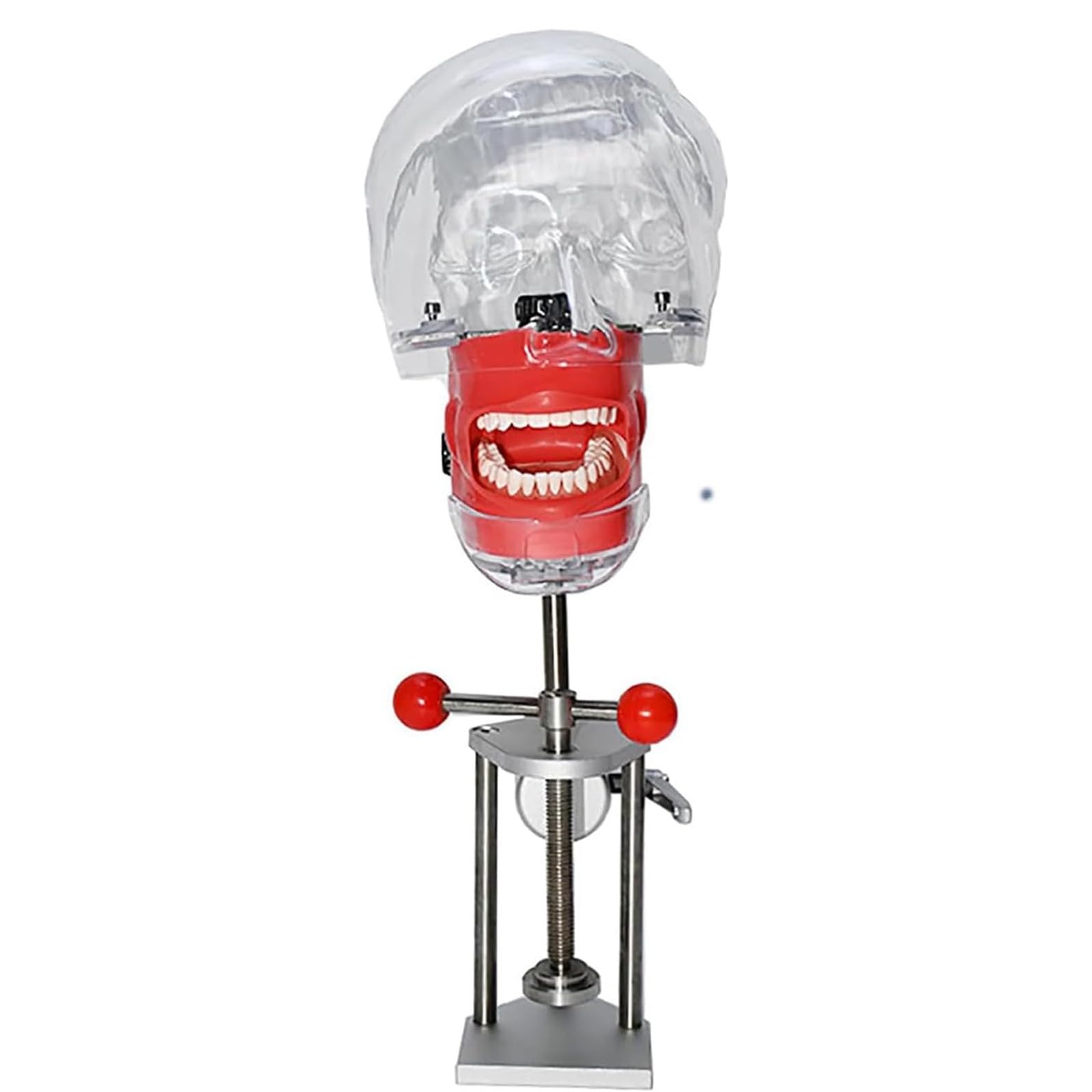 Praktische Oralsimulation Dentalmodell Herausnehmbare Zähne mit Design-Stützbasis für Zahnmedizin und Zahntechnik A