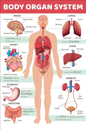 Charts : Body Organ System Charts (Educational Charts for kids) 12x18 Inches