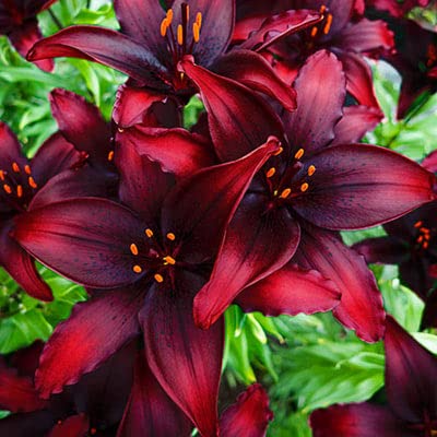 Spectacular Black Out Lily Bulb