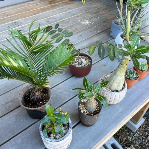 549.雨ざらしで植物の調子が良くなった話