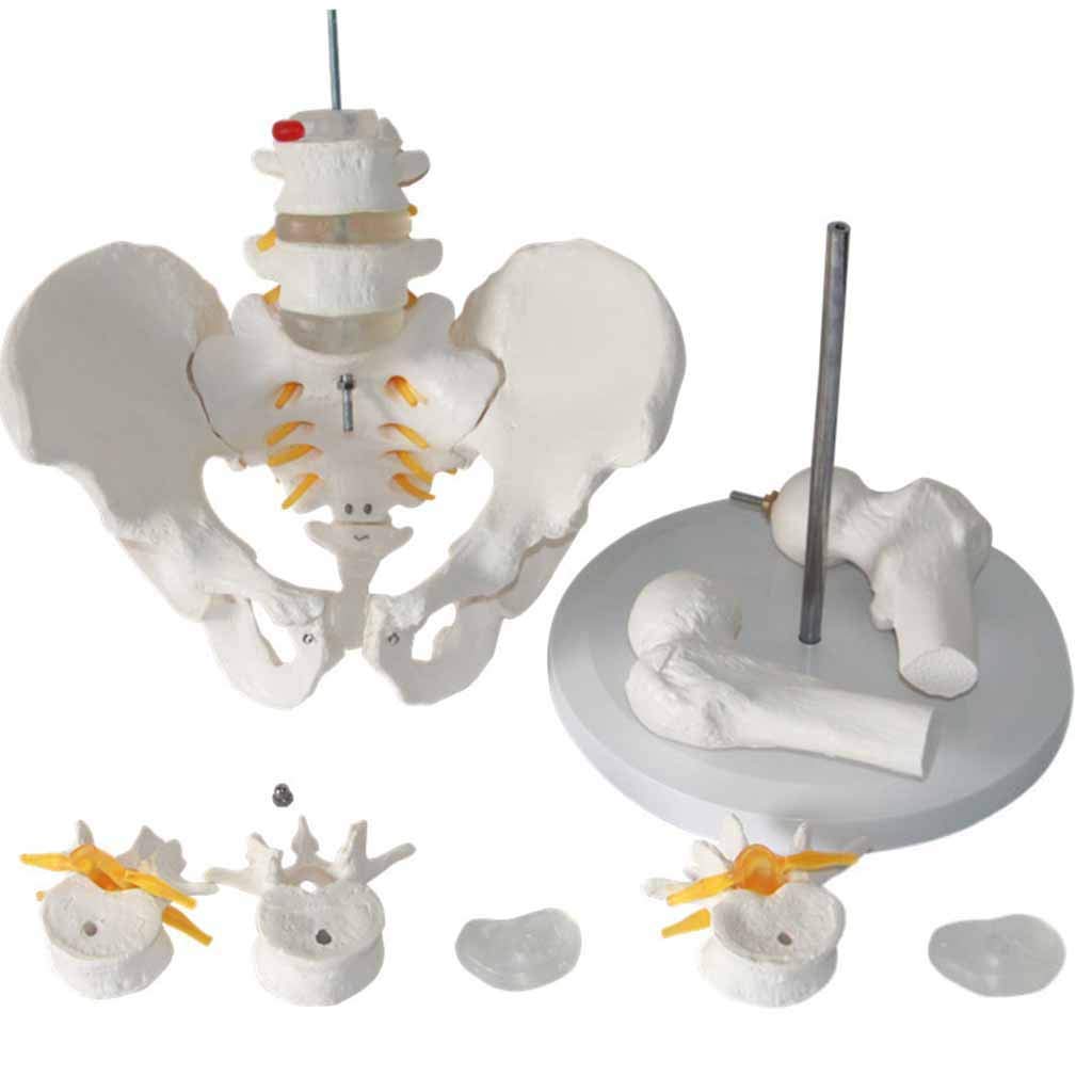 Buy ZAMAX Study Model Human Pelvic Anatomical Model Lumbar Spine Model with Pelvic Leg Human