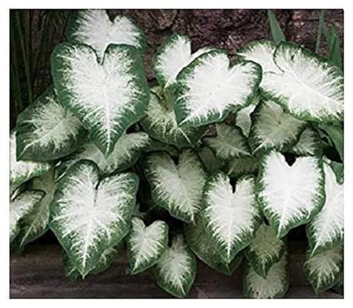 Fancy Leaf Caladium Bulbs for Planting - Large Root Bulb - Aaron - Giant Heart-Shaped Flower Plant - Hardy in Zones 9-11
