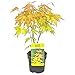 Bloomique - Acer Palmatum Orange Dream - Japanischer Ahorn - Orangefarbenes Laub - Gartenpflanzen - Winterhart - 20-30 cm Hoch - Topf 10,5 cm