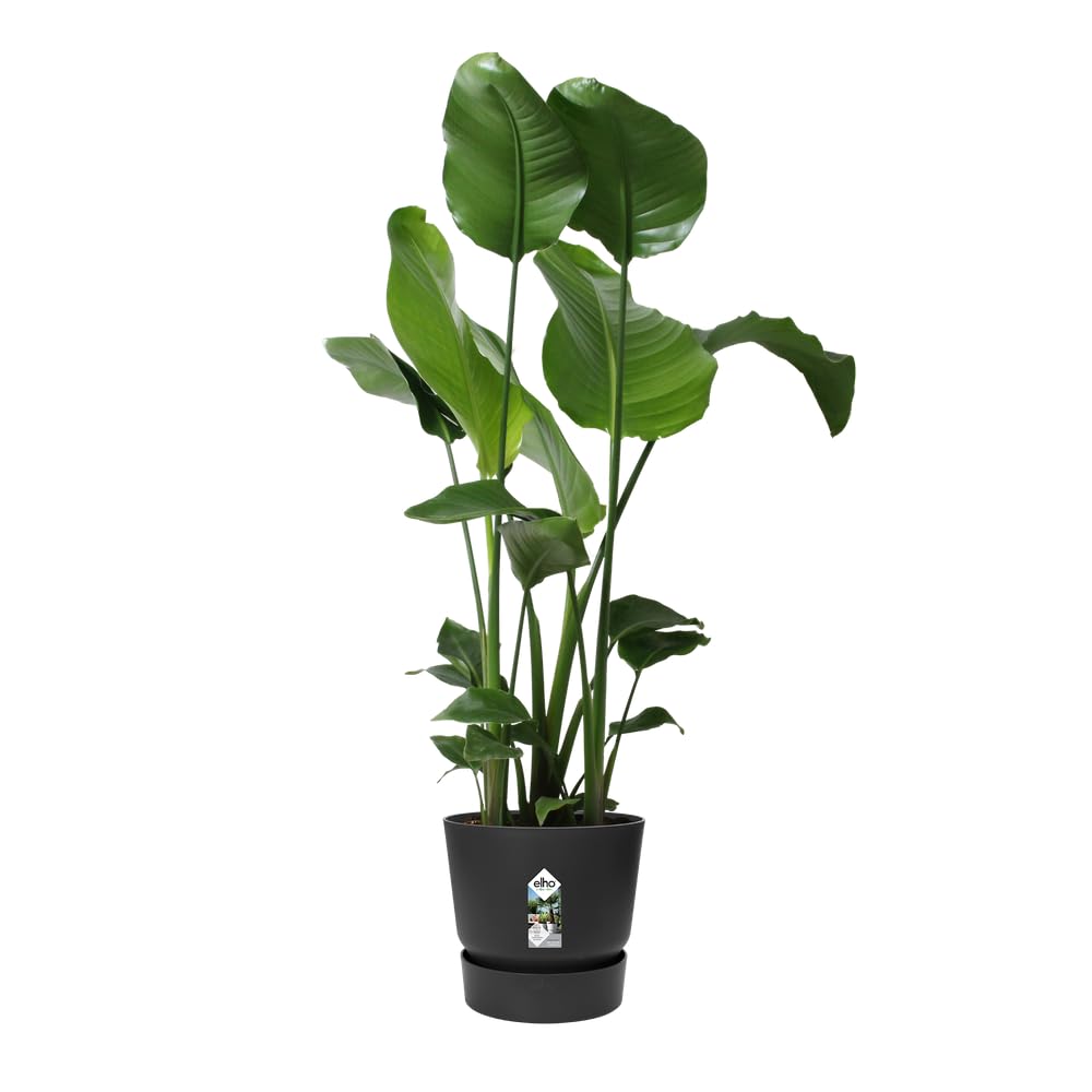 Elho Greenville Ronde 30 | Lot de 2 Pot de Fleur - Living Noir
