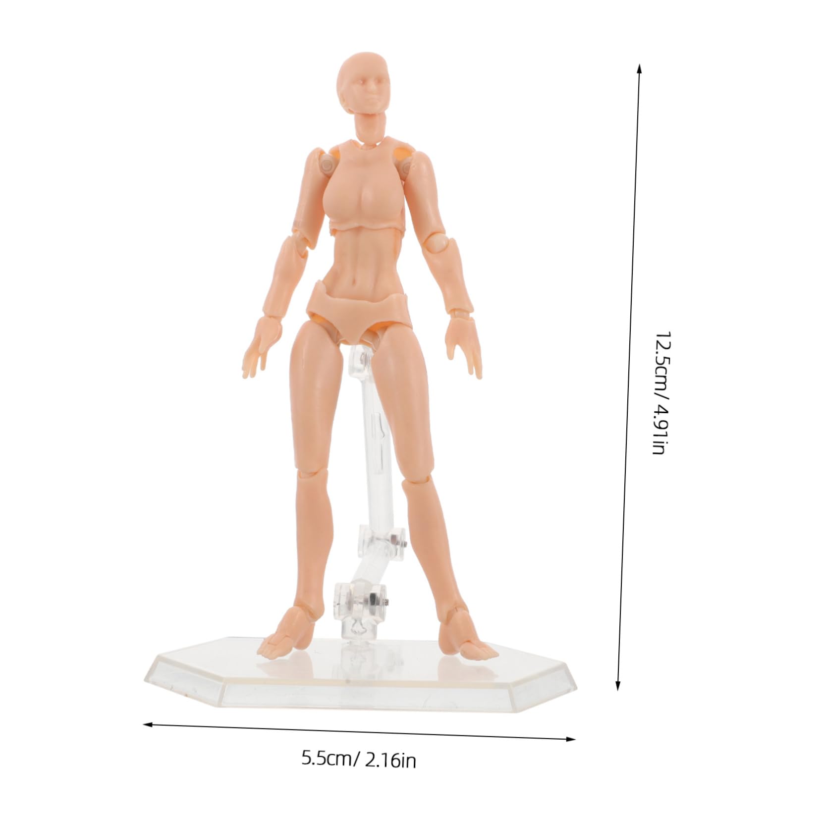 BCOATH Painting Sketching Holder Joint Kit Realistic Human Anatomy Drawing Model for Artists