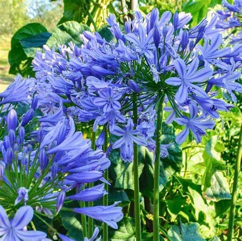 Carbeth Plants Agapanthus 'Brilliant Blue' (African Lily) in 9cm Pot (1)