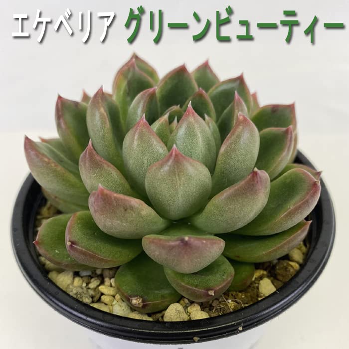 エケベリア 多肉植物 緑色 Amazon.co.jp: 多肉植物 エケベリア グリーンビューティー 9cm