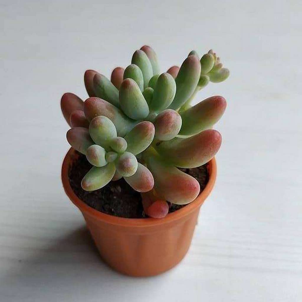 OhhSome Small Plants For Office Desk Sedum Pachyphyllum,5.5Cm Pot Attractive Glossy Foliage (Rare Exotic Healthy Live Plant)
