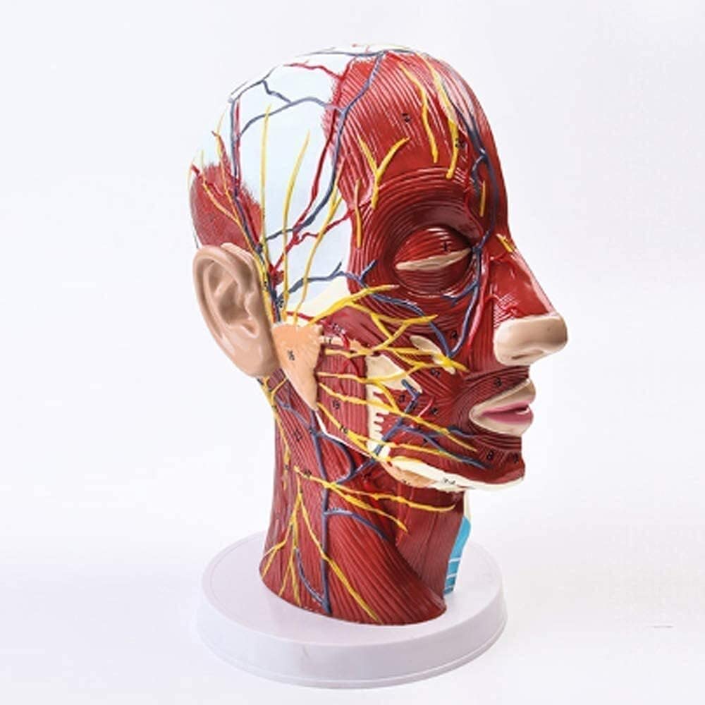 GTHTUHFD Torso And Skeleton Models Human Torso Model Anatomy Human Body Model Educational Model Half Head Middle Anata