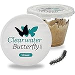 Clearwater Butterfly Live Painted Lady Butterflies - 5 Live Caterpillars - Live Caterpillars to Butterflies - Caterpillars for Butterfly Kit - Mesh Cage Not Included - Live Butterfly Kit - 5 Count