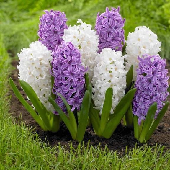 Radha Krishna Agriculture® Imported Hyacinth Flower Bulbs Mixed Colours For Home Gardening (Pack of 10 Bulbs) (B0CTTRTBNV) Amazon Price History, Amazon Price Tracker
