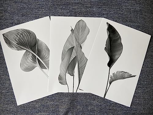 Eviepops Prints Grey Exotic Tropical Leaves Wall Art Set of 3 Unframed Prints, Botanical Plant Leaf Decor - Image 2