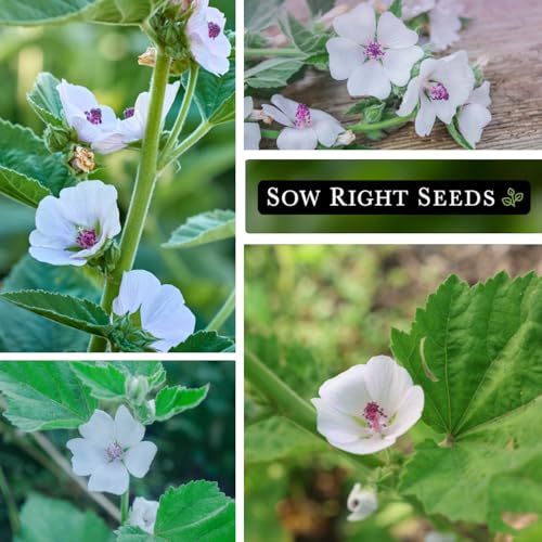 Sow Right Seeds - Marsh Mallow Seeds for Planting - Heirloom Non-GMO Variety - Ideal for Indoor or Outdoor Herbal Gardens - Grow Your Own Culinary and Medicinal Marshmallow Root Herbs (1) - Image 4