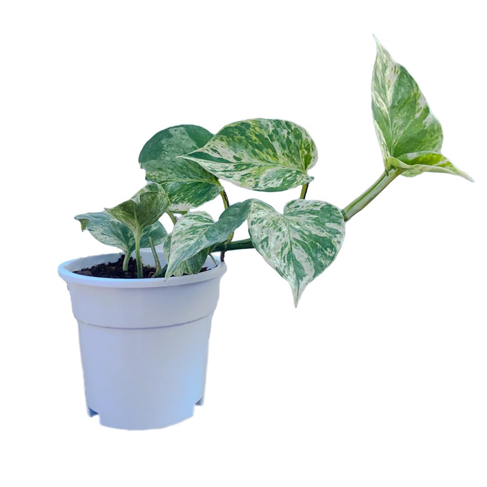Indian Gardens - Marble Money Plant with white premium pot indoor Plant (B0D1MWZGRL) Amazon Price History, Amazon Price Tracker
