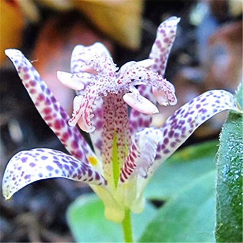 10pcs Imported Toad Lily Plant Outdoor Charming Perennial seeeed Potted Lilum Flower Landscaping Garden Plant (da Hua Xuan cao) - (Color: 3)