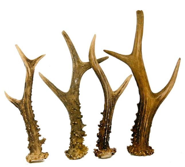 RF - Deer Natürliches Rehbockgeweih, Kleiderhaken, Möbelgriff, Besteckgriff, Hundespielzeug, Umweltfreundliche Verpackung, Dekoration aus Geweihen, Angebot betrifft 1 kg, 11-20 Stück, 12-23 cm