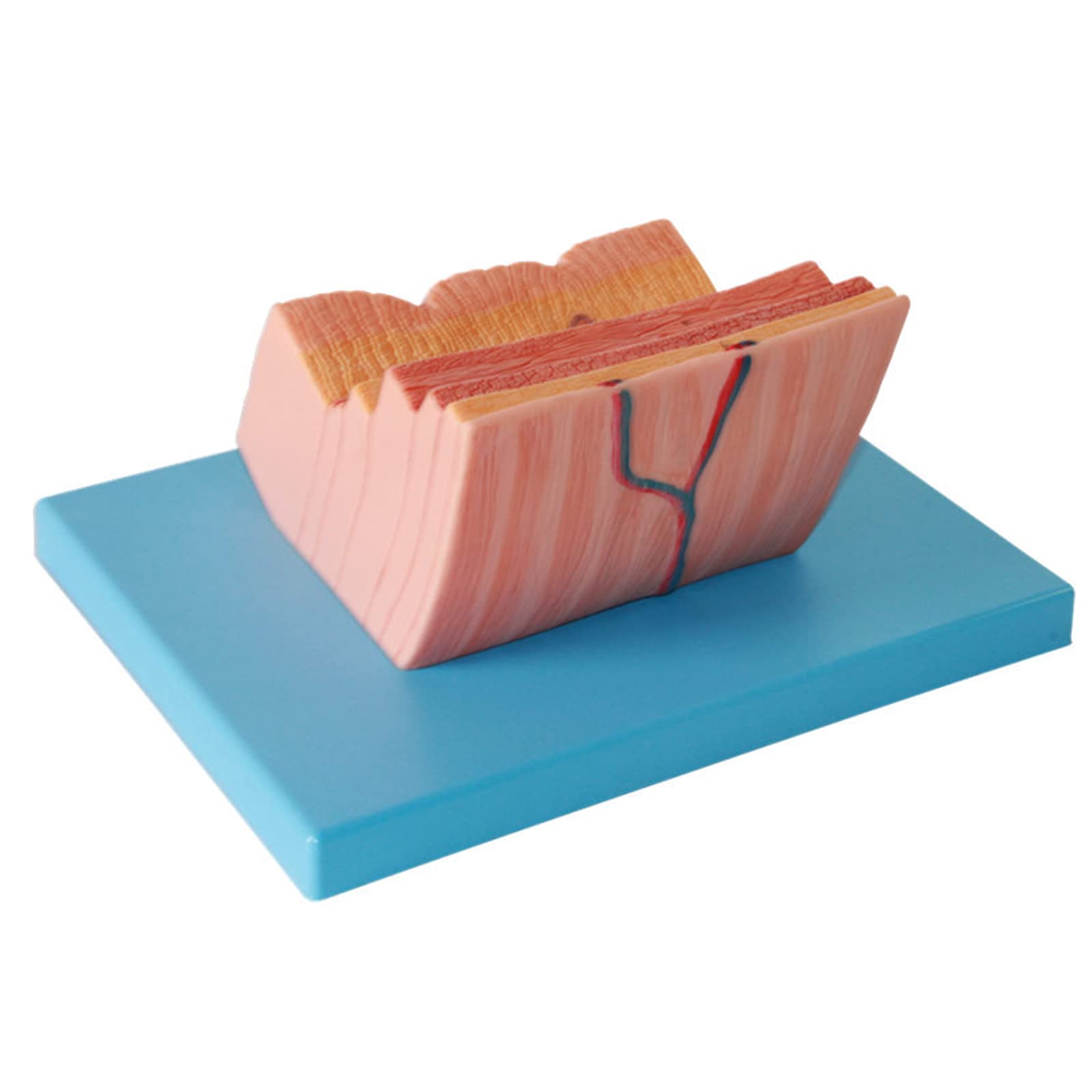 Modele dydaktyczne z zakresu biologii, Model powiększenia ściany żołądka układu pokarmowego - materiał PCV anatomiczny