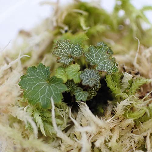 Amazon｜コケのインテリア コケリウム テラリウム 山野草 苔盆栽 苔玉