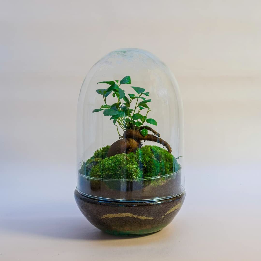 Terrario Plantas Cristal - Cúpula con Ficus Ginseng | Jardin Eterno en Cristal o Ecosistema Cerrado | Ideal para Decoración Hogar | Terrarios Autónomos | Mediano, 30 cm x 19 cm