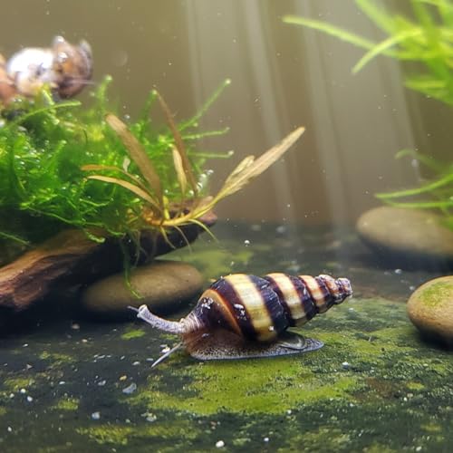 Anentome Helena – Escargot prédateur pour Aquarium – Lot de 10 – Régulation Naturelle des escargots nuisibles (Physes, Planorbes) – Élevage français NeoTropic