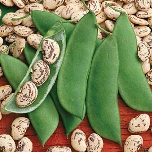TENDER LEAVES DESI FLAT LIMA BEAN butter beans Vegetable Seeds -Green Sem Pack of 30 in air tight secure packaging outdoor vegetables for your garden. (B0D7MV7Q3S) Amazon Price History, Amazon Price Tracker