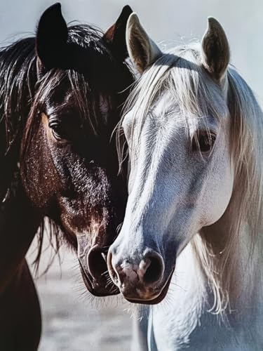 KUSTOM ART Poster mural décoratif série animaux chevaux en premier étage imprimé sur papier couché 40 x 30 cm sans cadre