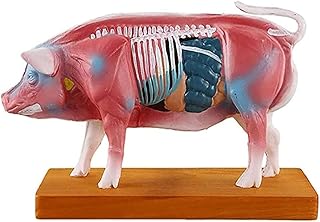 Acupuncture Pig Model, Pig Anatomical Model of Pig Acupuncture Point Display Physiological Tissue, Veterinary Acupuncture Animal Anatomy Model