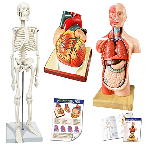 Image of Human Skeleton Model,Heart Models-Best Anatomy Model Bundle Set of 3 Hands-on 3D Model Study Tools for Medical Student or as Educational Kit