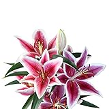 Easy to Grow Lilium Oriental Lily 'Stargazer' Plant Bulbs (3 Pack) - Purple-Red Flowering Fragrant Blooms in Summer Gardens