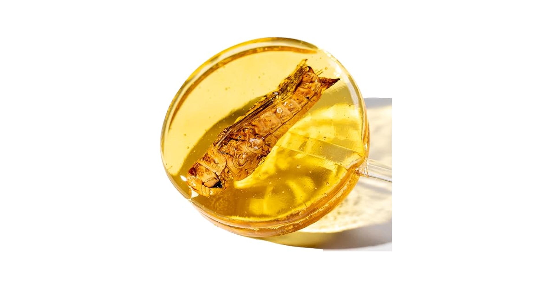 はらぺこタマ虫　 Amazon.co.jp: 昆虫食TAKEO 虫入り琥珀キャンディ