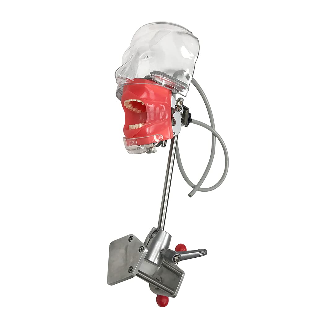 Simulateur dentaire AMITD avec modèle en plastique et support de banc