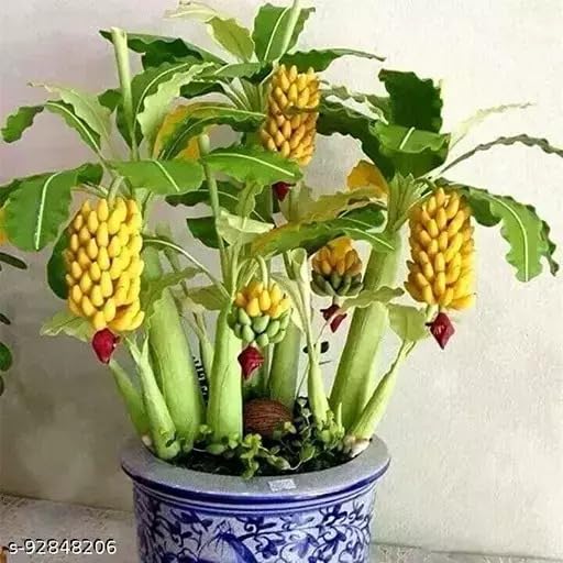Nursery Live Dwarf Banana Tree Seeds - Grow Indoor or Outdoor-20 seeds (B0CDXVQVRG) Amazon Price History, Amazon Price Tracker