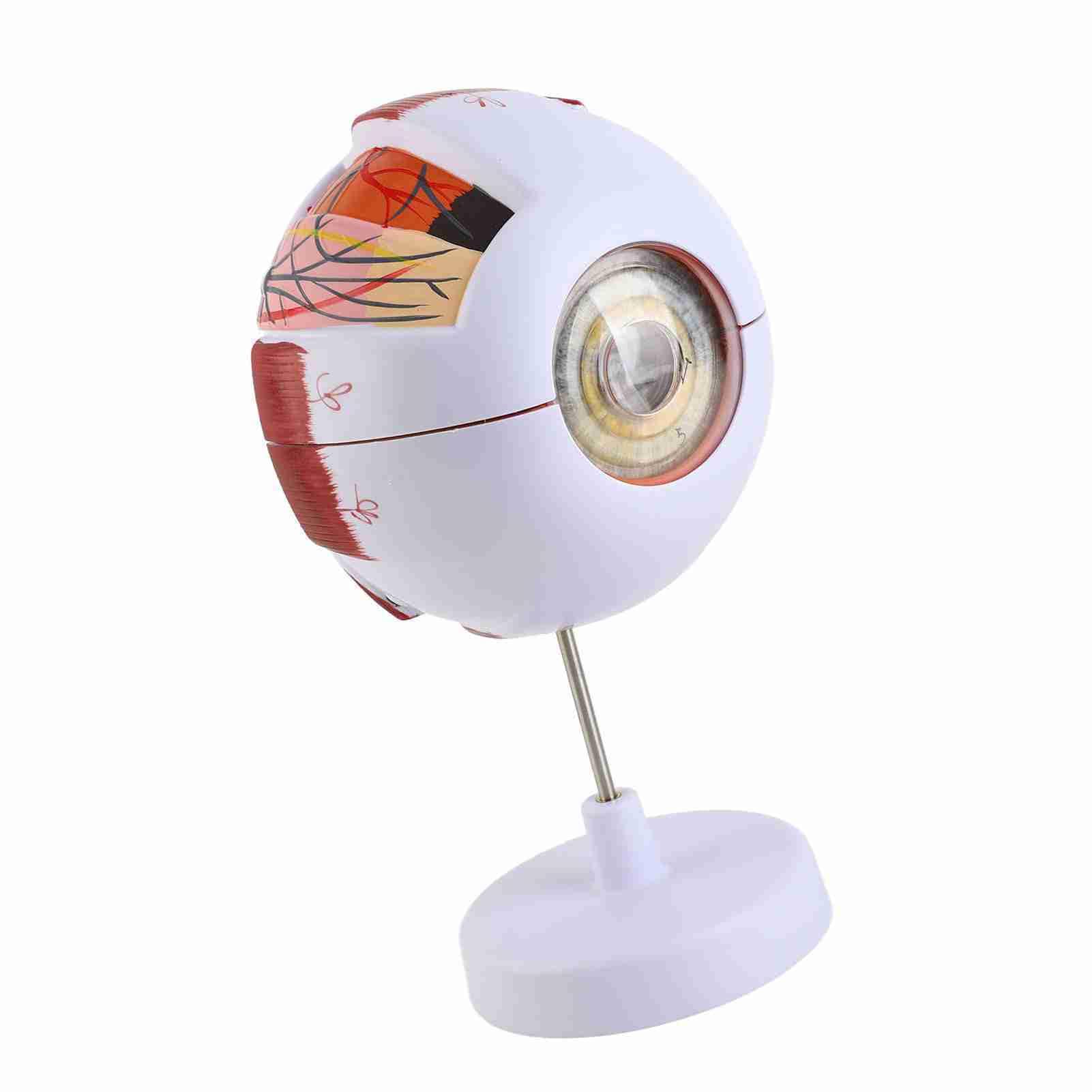 Baxnore Human Eye Anatomy Model 6x Structure de globe oculaire agrandie Strong PVC 7 parties détachables pour l'enseignement médical Science Education Ophtalmology Affichage