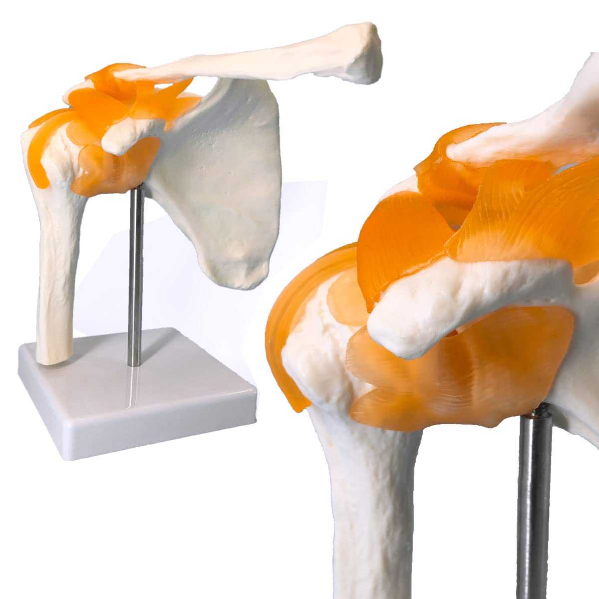 Buy Veipho Shoulder Model , Shoulder Anatomy Model with Ligaments